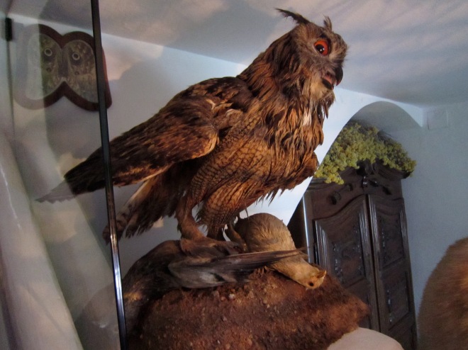 Scary taxidermied birds